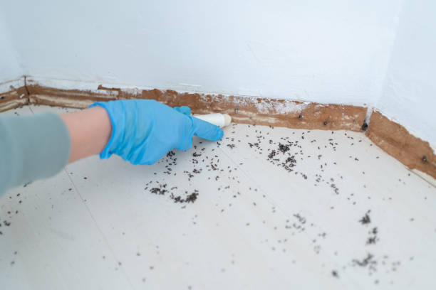 Best Wasp Removal Services  in Silver Creek, NY