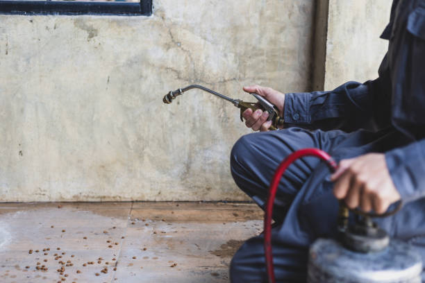 Wasp Removal Services in Silver Creek, NY